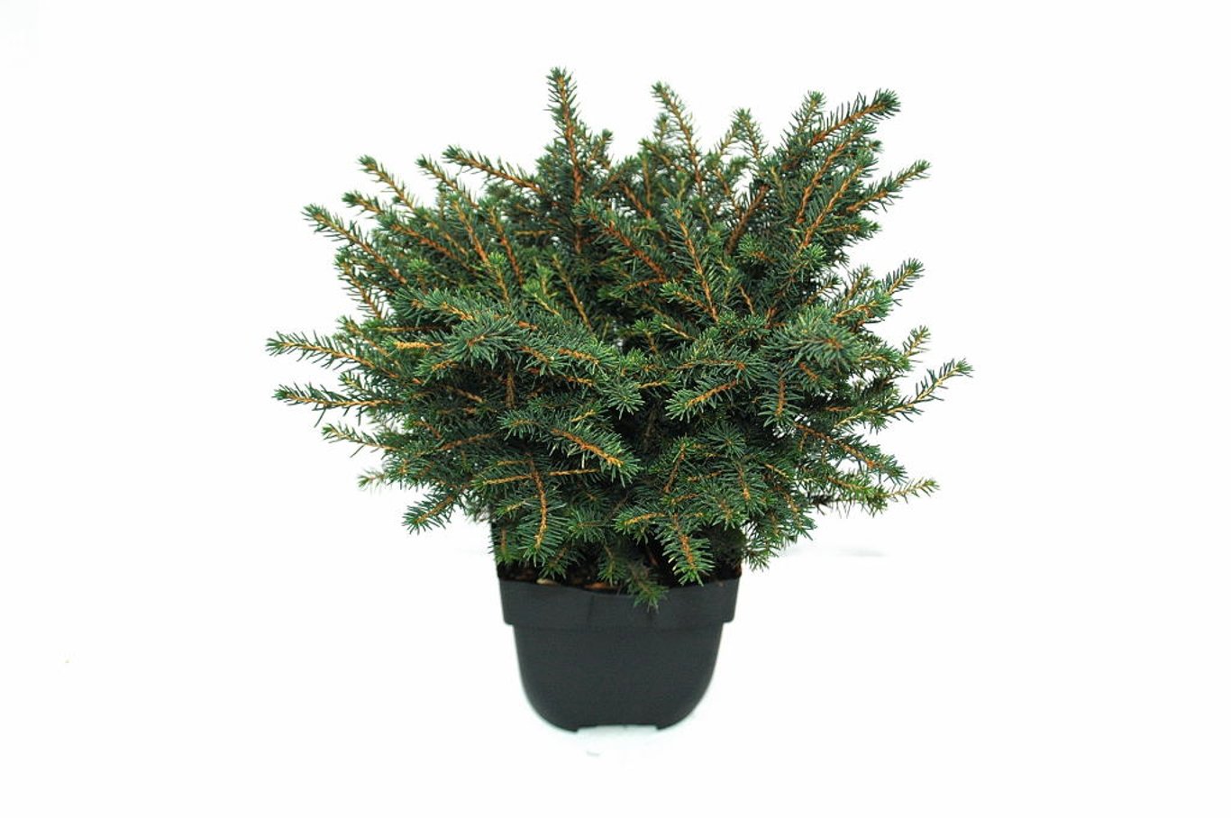 Picea omorika 'Karel' - C2